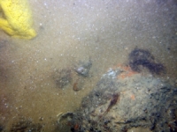 Image of seabed - photo.