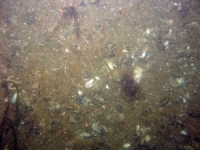 Image of seabed - photo.