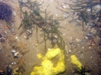 Image of seabed - photo.