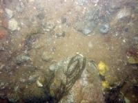 Image of seabed - photo.