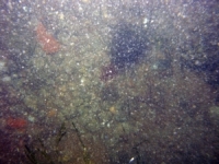 Image of seabed - photo.