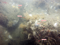 Thumbnail image of Figure 8, a photograph d3_PICT0864.JPG, showing bryozoans, anemones, sponges, <em>Astrangia</em> sp. (hard coral), and other species colonizing hard  substrate.