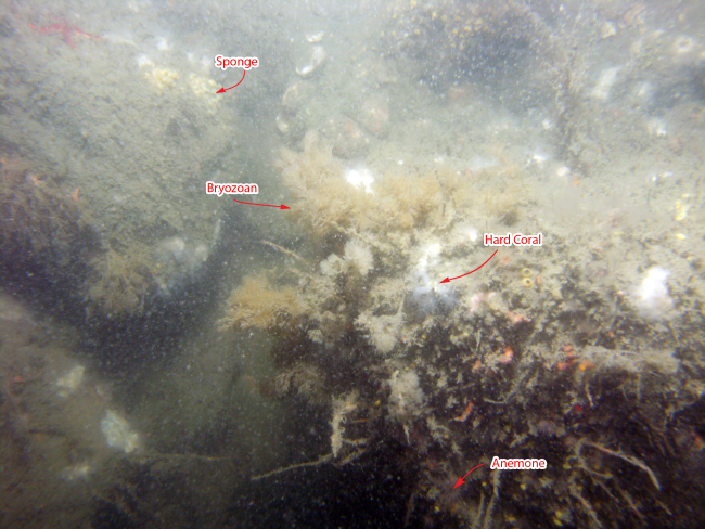 Figure 8, photograph of species colonizing hard substrate.