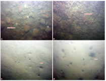 Thumbnail image of Figure 10, photographs of various seafloor environments near a channel in Buzzards Bay.