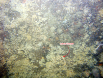 Thumbnail image of figure 12, photograph of a colonial tunicate on cobbles in Vineyard Sound.