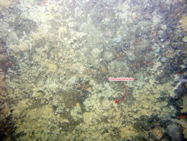 Figure 12, photograph of a colonial tunicate on cobbles in Vineyard Sound.