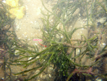 Thumbnail image of Figure 13, photograph d4_PICT2569.JPG, showing green algae Codium sp.