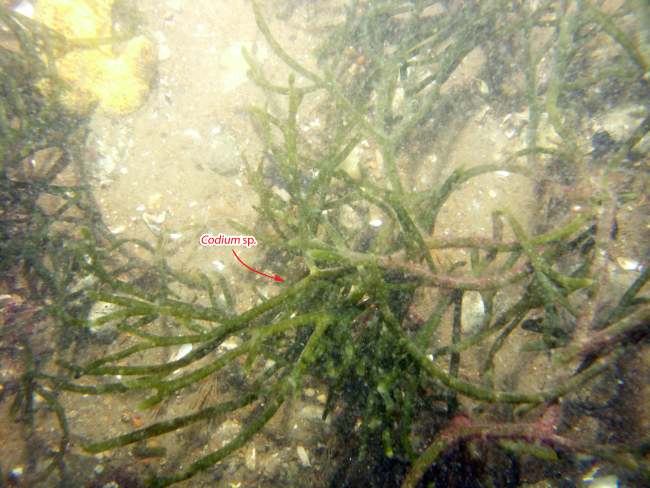 photograph of the sea floor