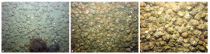 Thumbnail image of Figure 15, photographs of Crepidula sp. (slipper shell) aggregations.