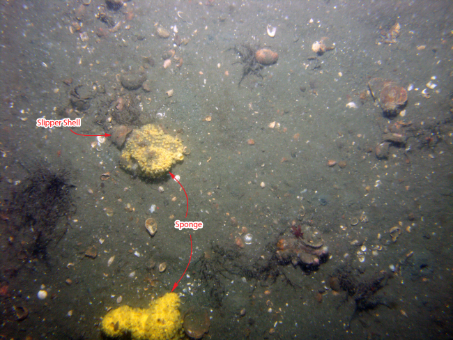 photograph of the sea floor