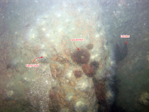 Thumbnail image of Figure 19, photograph d4_PICT1679.JPG,  of Astrangia sp. (hard coral) on a boulder; Arbacia punctulata (purple sea urchin) and Homarus  americanus (American lobster) are also pictured.