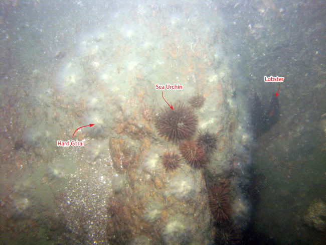 Figure 19, a photograph of hard coral on a boulder.