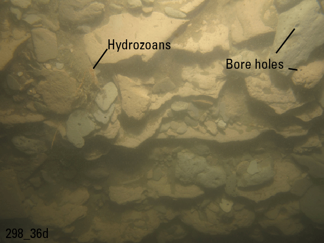 Figure 23. Photograph of glaciolacustrine sediment on the sea floor in the study area.