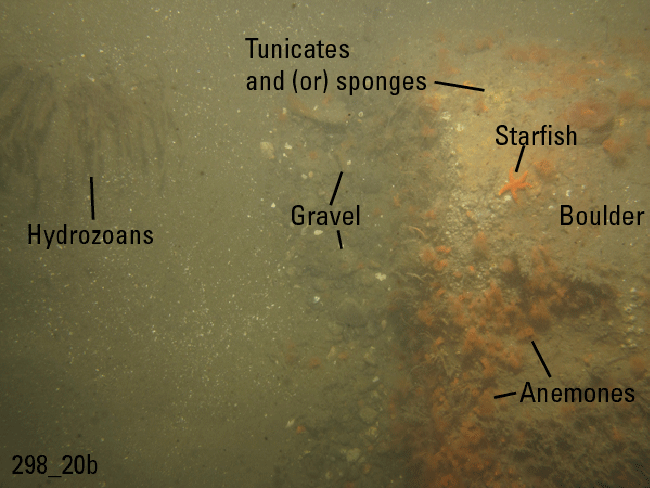Figure 26. Photograph of the sea floor in the study area.