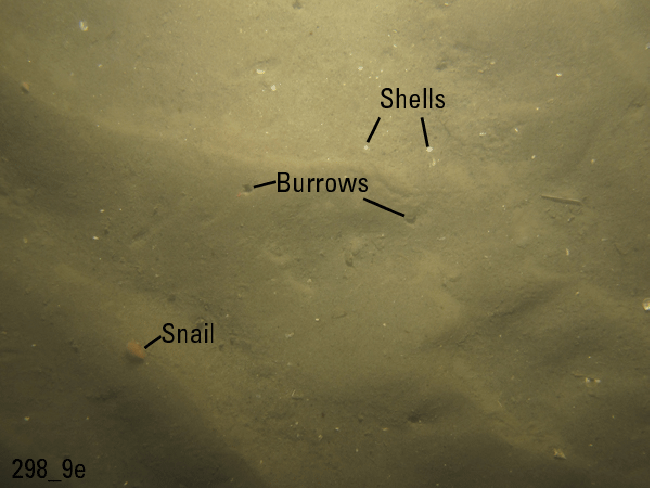 Figure 27. Photograph of the sea floor in the study area.