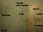 Thumbnail image of figure 26 and link to larger figure. Photograph of the sea floor in the study area.