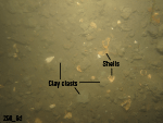 Thumbnail image of figure 31 and link to larger figure. Photograph of the sea floor in the study area.
