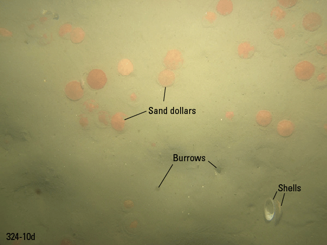 Figure 18. Photograph of a sandy sea floor.