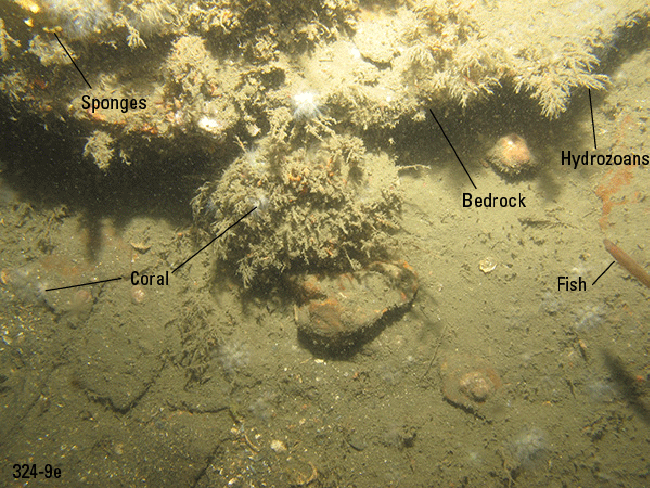 Figure 19. Photograph of a rocky sea floor.