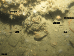 Thumbnail image of figure 19 and link to larger figure. Photograph of a rocky sea floor.