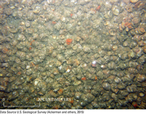 Thumbnail image for Figure 20, bottom photograph showing a section of sea floor in western Nantucket Sound composed of muddy sand covered by highly concentrated <em>Crepidula fornicata</em>. The photograph was taken in an area of high acoustic backscatter.