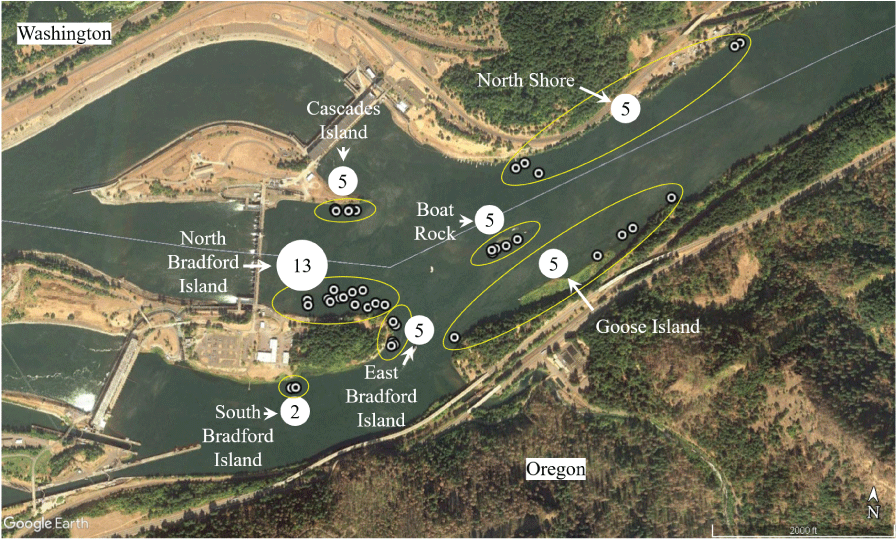 Satellite image showing locations where smallmouth bass were collected, tagged, and
                        released for an acoustic telemetry study upstream from Bonneville Dam, Columbia River,
                        Oregon, from August to December 2020.