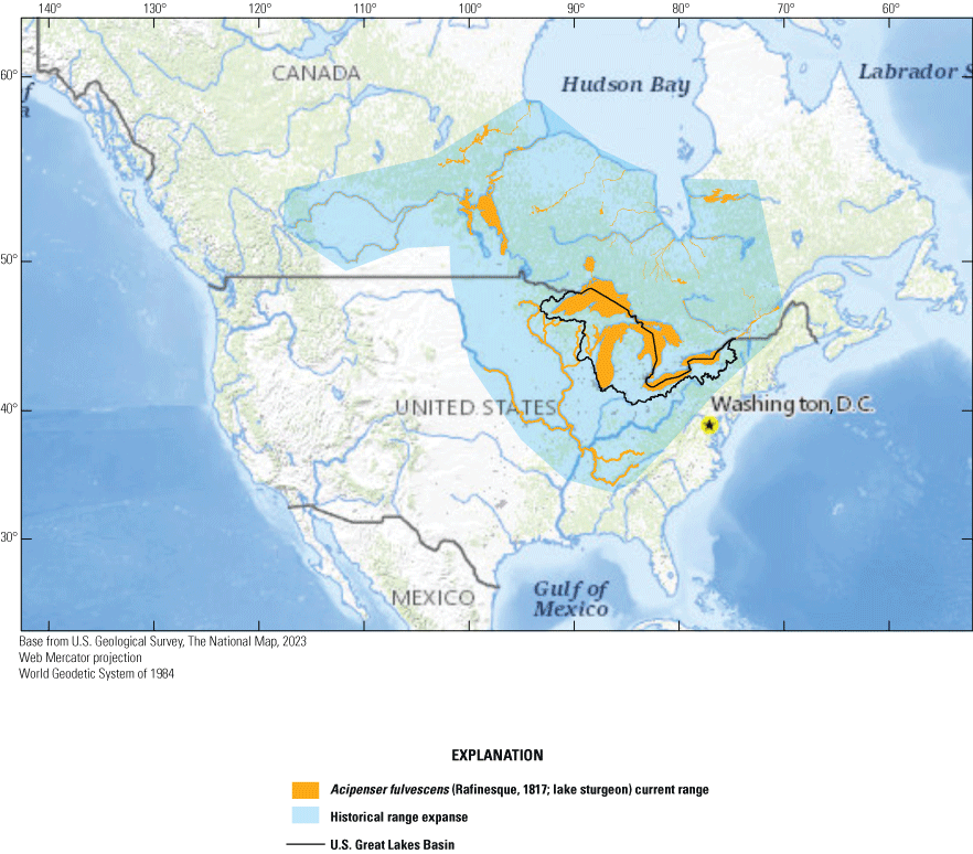 Lake sturgeon are currently in the U.S. Great Lakes Basin but were historically in
                     much of Canada and the north-central to southeastern United States.