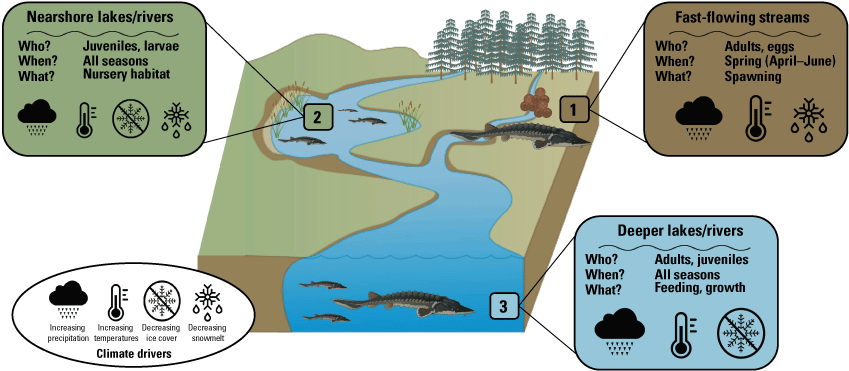 Diagram depicts climate drivers and stages, seasons, and uses of lake sturgeon for
                     nearshore lakes/rivers, fast-flowing stream, and deeper lakes/rivers.
