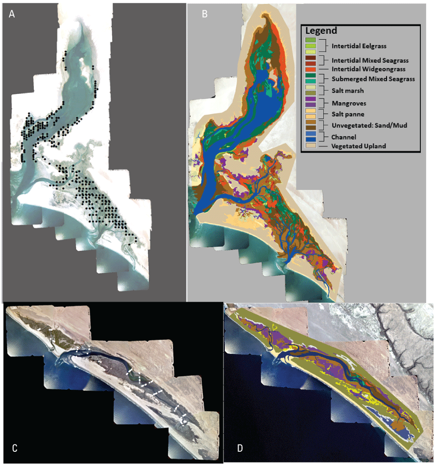 Photomosaic imagery showing ground-truthing sample points and vegetation coverage
                     types in Laguna San Ignacio and Estero San Juan, Baja California, Mexico.