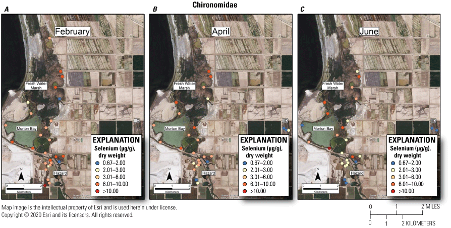 6. Concentrations of total selenium in Chironomidae at fixed sampling points shown
                           on maps