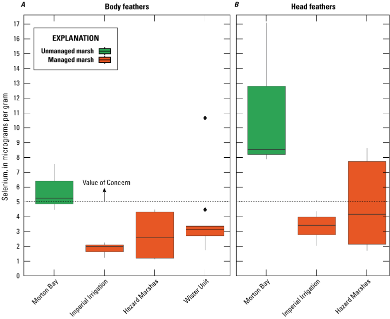 15. Total selenium concentrations in body and head feathers shown on boxplots