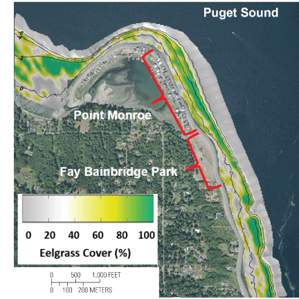 Satellite imagery showing percentage cover of eelgrass at Fay Bainbridge Park and
                        Point Monroe, Bainbridge Island, Washington