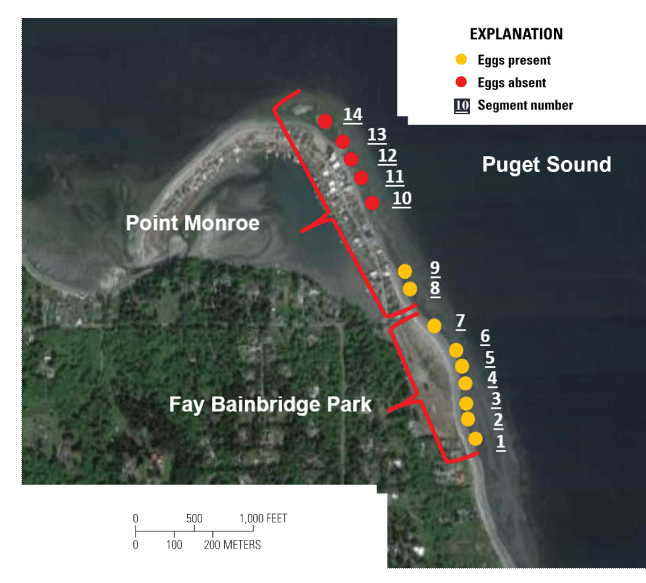 Satellite imagery showing surf smelt spawning survey segments denoting presence or
                        absence of eggs at Fay Bainbridge Park and Point Monroe, Bainbridge Island, Washington