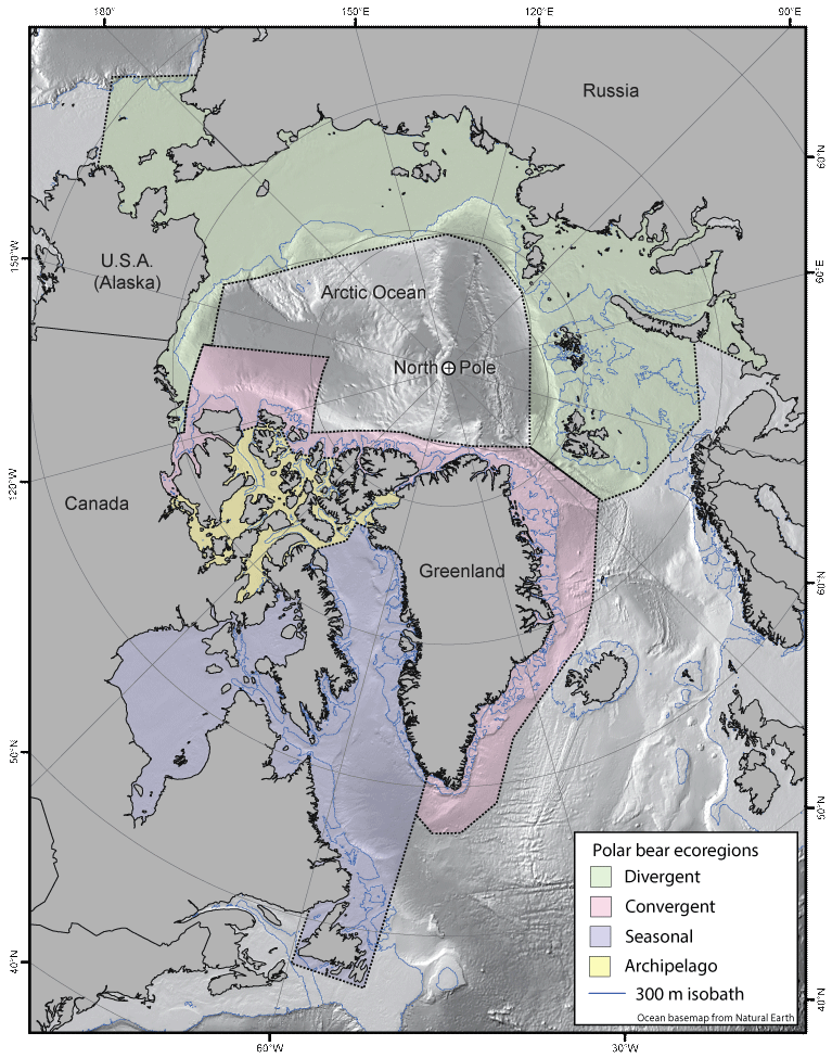 Map showing polar bear (Ursus maritimus) ecoregions (Divergent, Convergent, Seasonal,
                     and Archipelago) as defined by Amstrup and others (2008) and used by Durner and others
                     (2009) and Atwood and others (2016). Map is shown in a polar stereographic projection
                     (EPSG:3411). Ocean map with benthic relief from Natural Earth (2022).