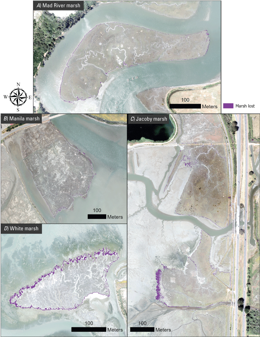 15. A mosaic of aerial images showing areas of marsh edge erosion leading to marsh
                        losses in four study marshes.