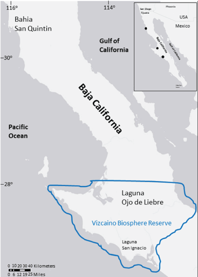 Map showing the locations of the three embayments that are assessed for eelgrass (Zostera
                        marina) abundance along the central Pacific coast of Baja California, Mexico: Bahia
                        San Quintin, Laguna Ojo de Liebre, and Laguna San Ignacio. The two southern embayments
                        are located within the Vizcaino Biosphere Reserve.