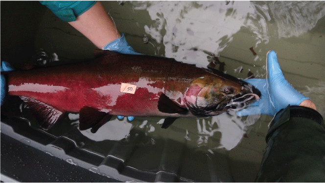 Photograph showing how each coho salmon (Oncorhynchus kisutch) was photographed with
                        a number identification plate during anesthesia.
