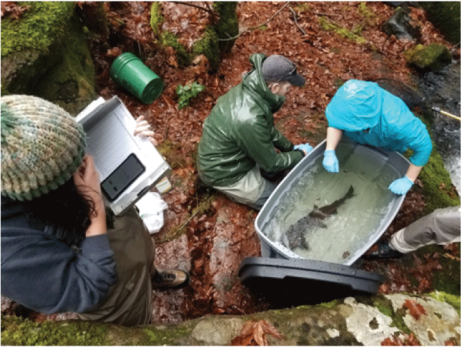 Photograph showing Bureau of Land Management and U.S. Geological Survey staff placing
                        salmon in an anesthetic bath prior to radio tagging.