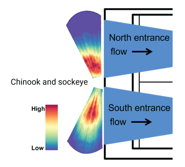 Chinook and sockeye smolt-size fish detected at the collector entrances using the
                        adaptive resolution imaging sonar at the Selective Water Withdrawal collector at Lake
                        Billy Chinook, Oregon, 2021.