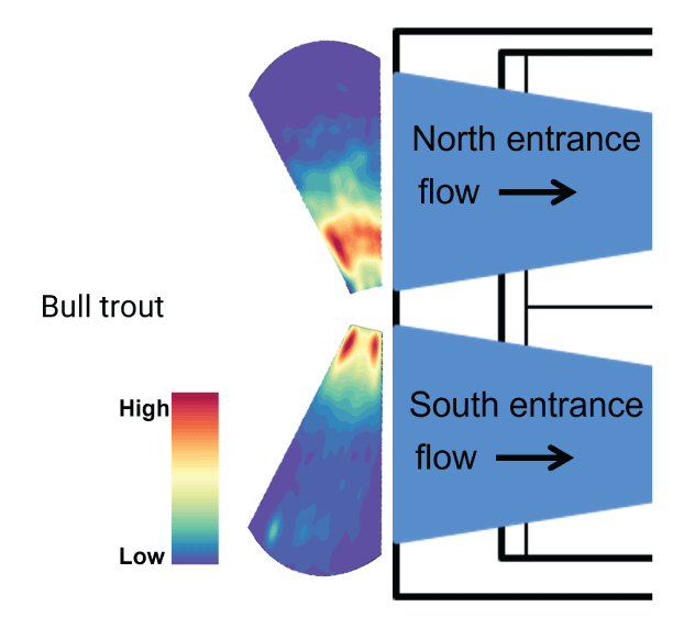 Bull trout-size fish detected at the collector entrances using the adaptive resolution
                        imaging sonar at the Selective Water Withdrawal collector at Lake Billy Chinook, Oregon,
                        2021.
