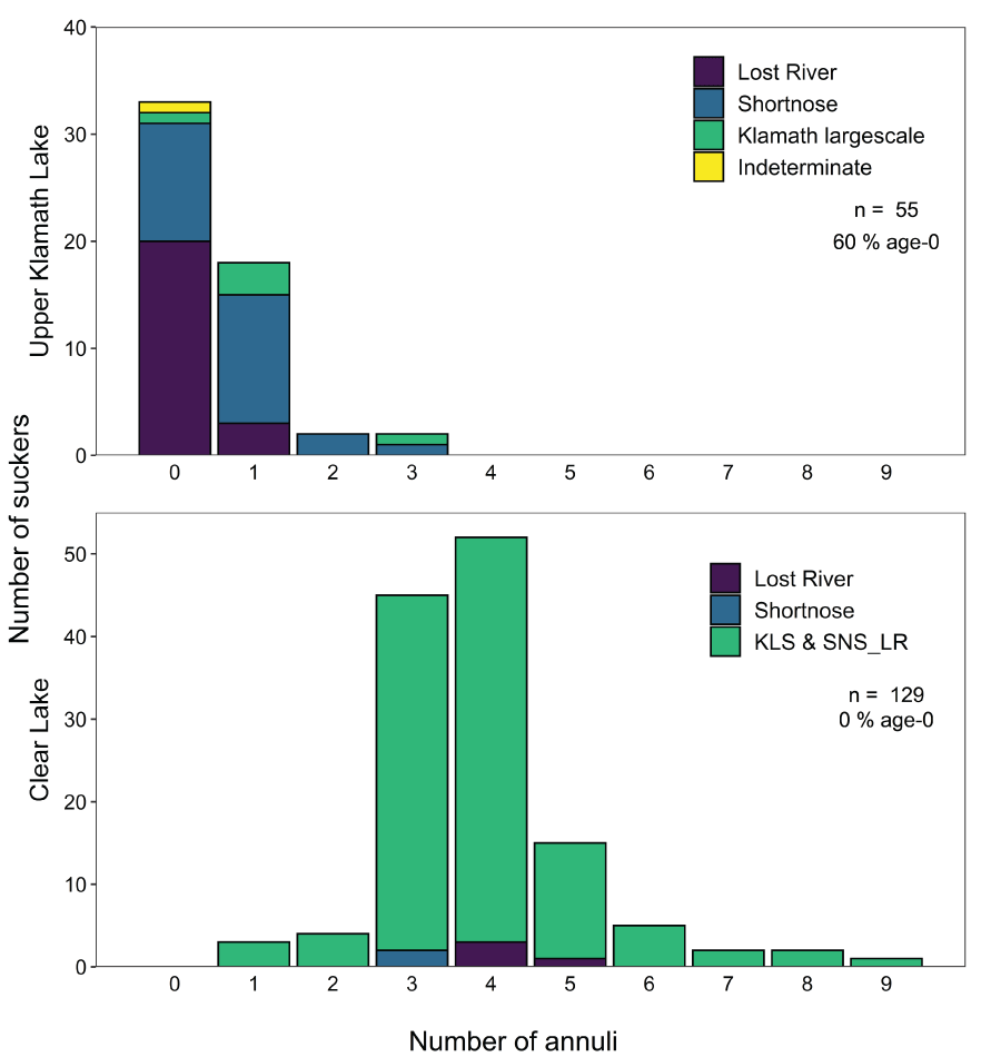 Graph showing number of annuli on suckers collected from Upper Klamath Lake, Oregon,
                        and Clear Lake Reservoir, California, 2020. Number of fish in each panel (n) and percentage
                        of the total number of suckers in each graph that had no annuli on fin rays (age-0)
                        are given. KLS and SNS_LR refers to suckers classified as Klamath largescale suckers
                        (Catastomus snyderi) or shortnose suckers (Chasmistes brevirostris) from the Lost
                        River Basin.