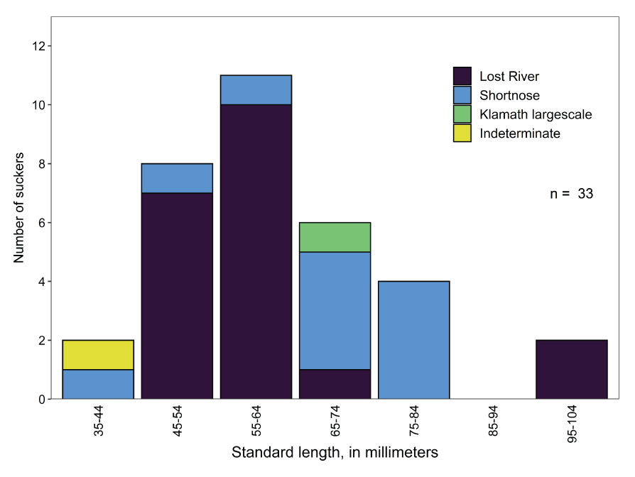 Graph showing standard lengths of age-0 suckers collected at fixed locations in Upper
                        Klamath Lake, Oregon, 2020. Number of fish are given (n).