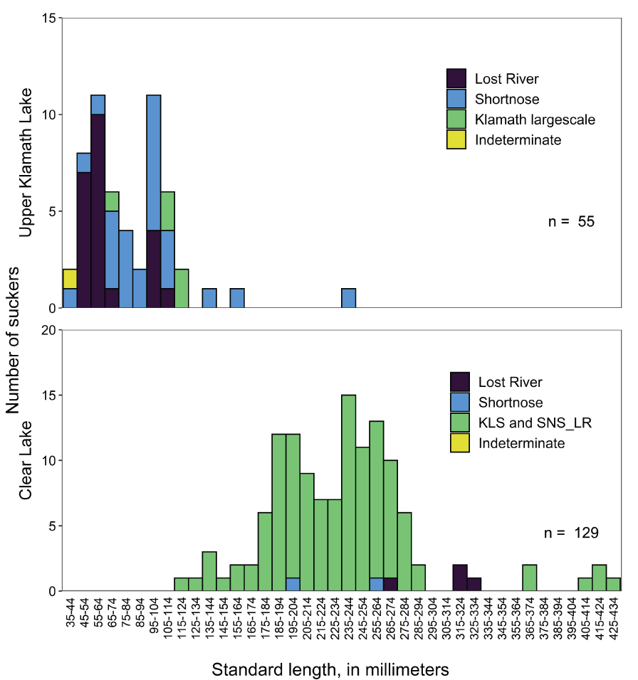 Graph showing standard lengths of all suckers collected at fixed locations in Upper
                        Klamath Lake, Oregon, and Clear Lake Reservoir, California, 2020. Number of fish in
                        each panel are given (n). KLS and SNS_LR refers to suckers classified as Klamath largescale
                        suckers (Catastomus snyderi) or shortnose suckers (Chasmistes brevirostris) from the
                        Lost River Basin.