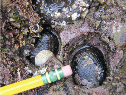 10. Two black abalone recruits inhabit an abandoned urchin cavity. Pencil eraser held
                        nearby for scale.
