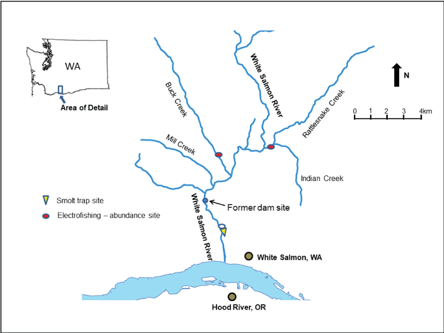 Schematic showing the White Salmon River watershed accessible to anadromous salmonids
                     and the locations of rotary screw trapping at river kilometer (rkm) 2.3 of the main-stem
                     and electrofishing surveys at rkm 2.0 of Buck Creek and rkm 0.2 of Rattlesnake Creek
                     Washington, 2018–21 and showing the former location of Condit Dam at rkm 5.3, which
                     was breached in 2011. The White Salmon River flows into the Columbia River from the
                     north about 2 kilometers west of the town of White Salmon, Washington. Mill Creek
                     is shown which enters the White Salmon River from the west at rkm 6.4. Buck Creek
                     enters the White Salmon River from the west at rkm 7.5 and Rattlesnake Creek enters
                     from the east at rkm 13.8.