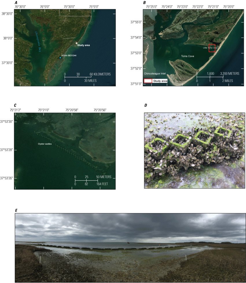 Figure 1. Maps and photographs show location and views of living shoreline oyster
                        castles in Little Toms Cove.