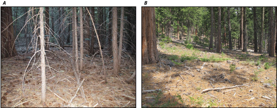 2.	Photograph of thick forest conditions before thinning treatment and a photograph
                        showing open conditions following thinning treatment.