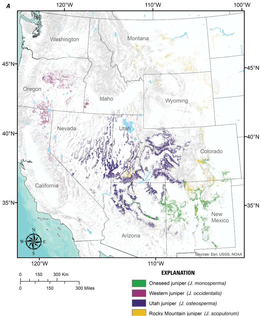 (A) A map of the western United States showing the distribution of four juniper species
                        (J. osteosperma, J. occidentalis, J. scopulorum, and J. monosperma), with concentrations
                        in Oregon, Utah, New Mexico, Colorado, Arizona, and Nevada, and more restricted or
                        scattered distributions in California, Montana, Wyoming, and Idaho. (B) A map of the
                        western United States showing the distribution of two pinyon species (P. monophylla
                        and P. edulis). P. monophylla occurs primarily in Nevada and in parts of California,
                        Utah, and Arizona. P. edulis occurs in Utah, Colorado, Arizona, and New Mexico. Distribution
                        data obtained from the U.S. Forest Service National Individual Tree Species Atlas
                        (Ellenwood and others, 2005).