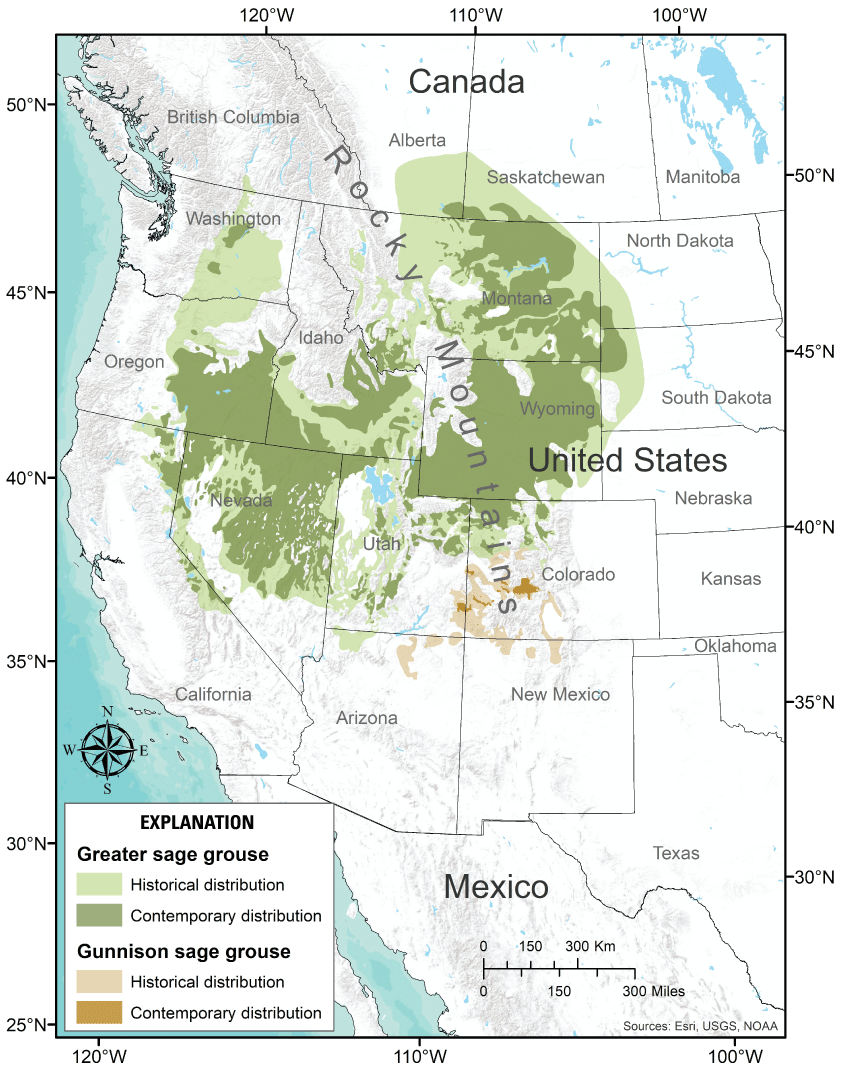 A map of the western United States and Canada, depicting the approximate contemporary
                        distribution (believed to be occupied in the late 1990s) and historical distribution
                        (estimated maximum extent from the early 1800s to the present [late 1990s]) of the
                        greater sage-grouse (Centrocercus urophasianus) and Gunnison sage-grouse (C. minimus).
                        The historical distribution covers more area and is more contiguous than the current
                        distribution.