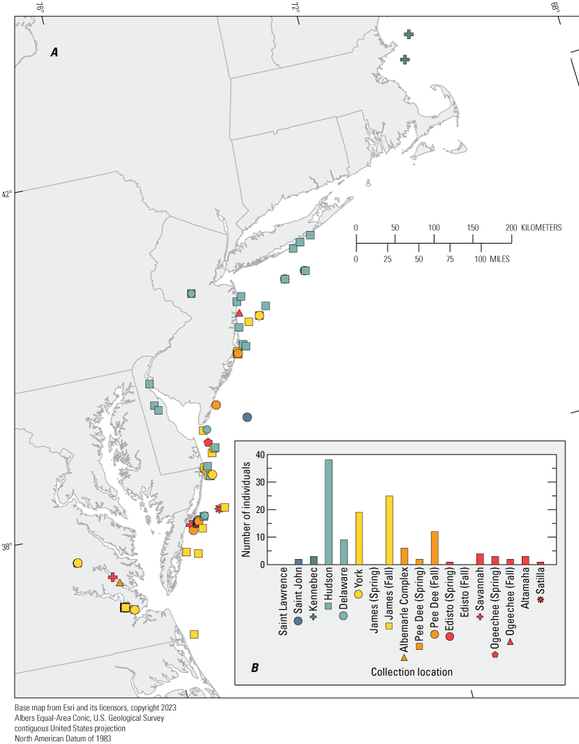 Individuals with known capture location were sampled from the mid-Atlantic region,
                     and most individuals assigned to the Hudson River population.